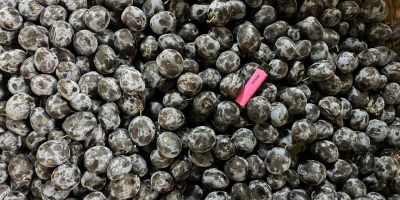 Wszystkie nasze produkty są wolne od GMO, produkowane zgodnie