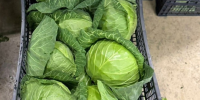 Dostępna młoda kapusta w dużych ilościach. Dostawa bezpośrednia. Stała