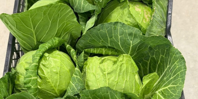 Dostępna młoda kapusta w dużych ilościach. Dostawa bezpośrednia. Stała