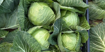 Dostępna młoda kapusta w dużych ilościach. Dostawa bezpośrednia. Stała