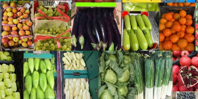 Dostępna młoda kapusta w dużych ilościach. Dostawa bezpośrednia. Stała