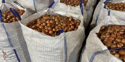 Jesteśmy austriacką firmą, która przez cały rok sprzedaje wysokiej