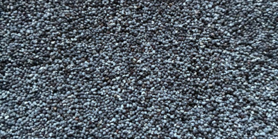 Sprzedam ładnie oczyszczony mak. Ilość 15146 kg. Proszę dzwonić