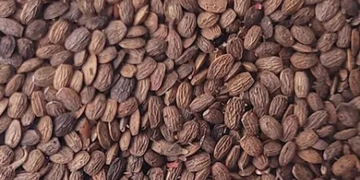 Organic serradella. Seed material in the C1 category, high