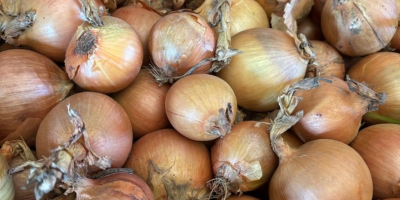 Kupię cebulę żółtą z Niemiec lub Austrii. Więcej informacji