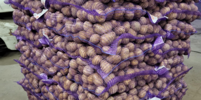 Sprzedam ziemniaki Gala 45+, nadają się do mycia, pakujemy