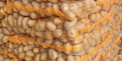 Sprzedam ziemniaki Gala 45+, nadają się do mycia, pakujemy