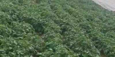 Świeże ziemniaki Riviera z Dăbuleni, Dolj – 300–700 ton,