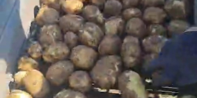 Świeże ziemniaki Riviera z Dăbuleni, Dolj – 300–700 ton,