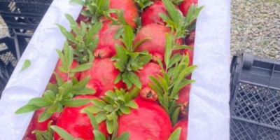 Granat — Karta danych technicznych (jakość eksportowa) Pochodzenie: Azerbejdżan