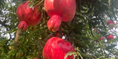 Granat — Karta danych technicznych (jakość eksportowa) Pochodzenie: Azerbejdżan