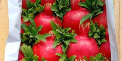 Granat — Karta danych technicznych (jakość eksportowa) Pochodzenie: Azerbejdżan