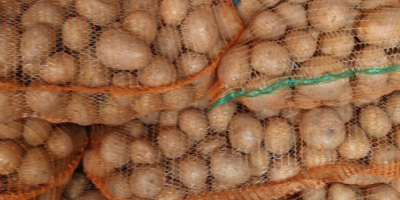 Sprzedam ziemniaki jadalne czerwone i białe, w dużych ilościach.