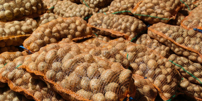 Sprzedam ziemniaki jadalne czerwone i białe, w dużych ilościach.