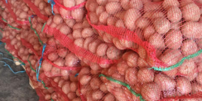 Sprzedam ziemniaki jadalne czerwone i białe, w dużych ilościach.