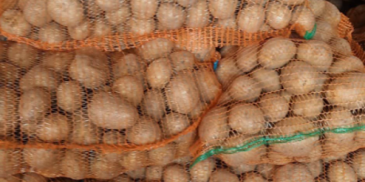 Sprzedam ziemniaki jadalne czerwone i białe, w dużych ilościach.