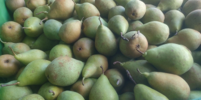 Sprzedam gruszki odmiany Ksenia około 60t , przygotuję towar
