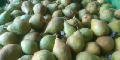 Sprzedam gruszki odmiany Ksenia około 60t , przygotuję towar