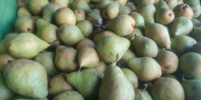 Sprzedam gruszki odmiany Ksenia około 60t , przygotuję towar