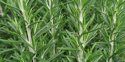 Położona w sercu regionu Solwezi w Zambii, uprawiamy różnorodne