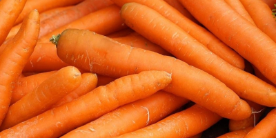 Witam kupimy marchew w kalibrze 2-4 Towar myty ,jakość