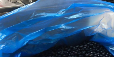 Sprzedam porzeczkę czarną – klasa A, bezpośredni producent z