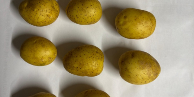 Sprzedam ziemniaki jadalne i frytkowe 10 odmian . Kaliber