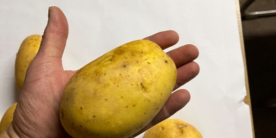 Sprzedam ziemniaki jadalne i frytkowe 10 odmian . Kaliber