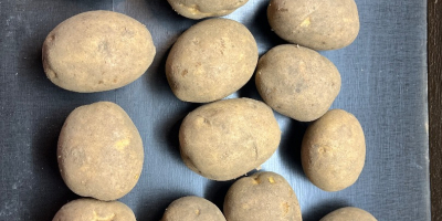 Sprzedam ziemniaki jadalne i frytkowe 10 odmian . Kaliber