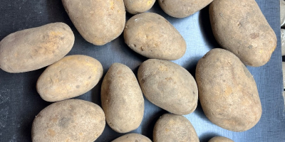 Sprzedam ziemniaki jadalne i frytkowe 10 odmian . Kaliber