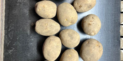 Sprzedam ziemniaki jadalne i frytkowe 10 odmian . Kaliber