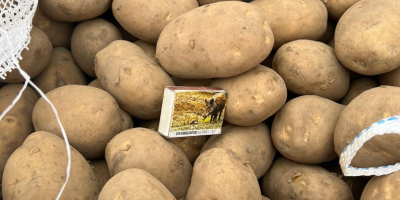 Sprzedam Ziemniaki żółte Kaliber[telefon] oraz 45+ 50+ 55+ 70+ mozliwosc