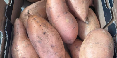 Słodkie ziemniaki – produkt z Egiptu. Egipskie słodkie ziemniaki