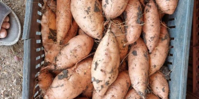 Słodkie ziemniaki – produkt z Egiptu. Egipskie słodkie ziemniaki