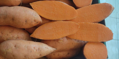 Słodkie ziemniaki – produkt z Egiptu. Egipskie słodkie ziemniaki