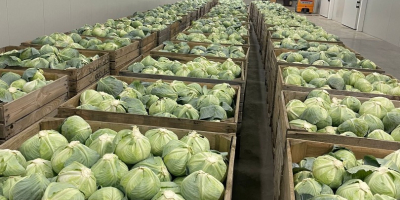 Kapusta późno dojrzewająca. Nadaje się do długotrwałego przechowywania (w