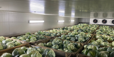 Kapusta późno dojrzewająca. Nadaje się do długotrwałego przechowywania (w