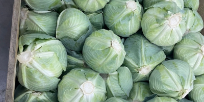 Kapusta późno dojrzewająca. Nadaje się do długotrwałego przechowywania (w