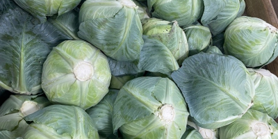 Kapusta późno dojrzewająca. Nadaje się do długotrwałego przechowywania (w