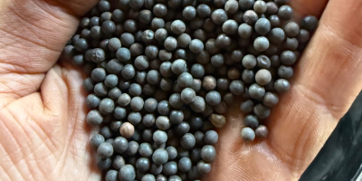 Dzień sprzedam wykę ekologiczną ozimą rea 90% kiełkowania więcej