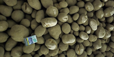 Ziemniaki Vinieta Pakowane worek 10 lub 15 kg Kaliber