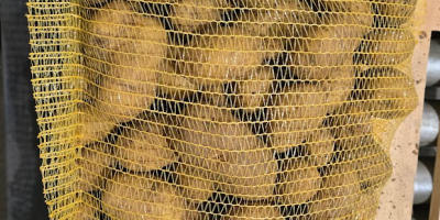 Ziemniaki Vinieta Pakowane worek 10 lub 15 kg Kaliber