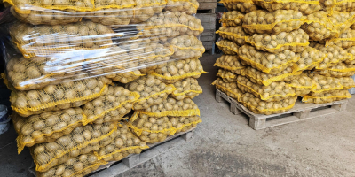 Ziemniaki jadalne Soraya. Marchew Pietruszka Buraczki Sprzedam ziemniaki jadalne