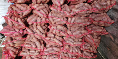 Ziemniaki jadalne Soraya. Marchew Pietruszka Buraczki Sprzedam ziemniaki jadalne