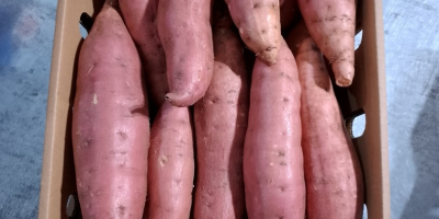 Dostępny na eksport batat najwyższej jakości. Dostarczane kontenery do