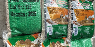 Fasola biała, worek 10 kg, jakość A, 180-200/100 g,