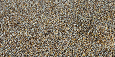 Dzień dobry posiadam 3 000 ton kukurydzy dostępnej od