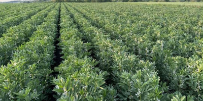 Sprzedam bób odmiany Rambos, Bizon Zbiór 2025 rok. Bez