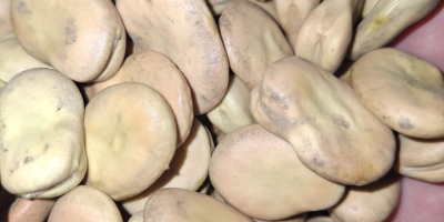 Sprzedam bób odmiany Rambos, Bizon Zbiór 2025 rok. Bez