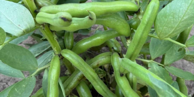 Sprzedam bób odmiany Rambos, Bizon Zbiór 2025 rok. Bez